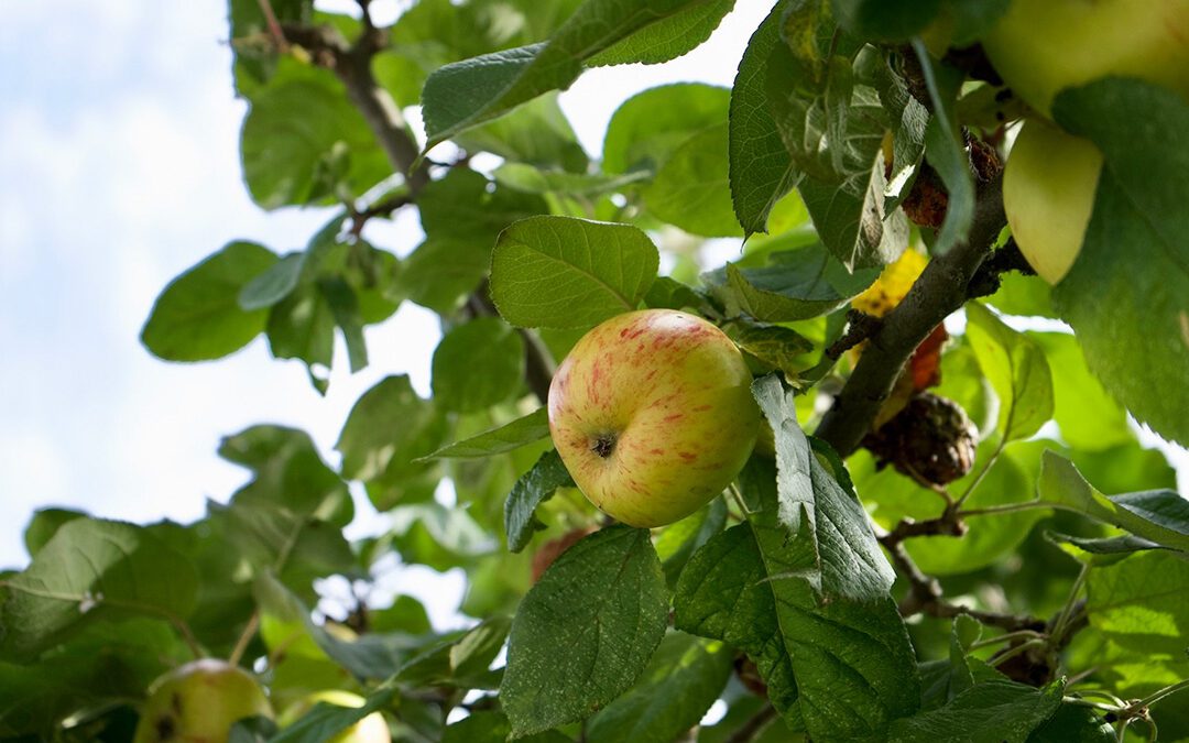 Vergiftete Äpfel